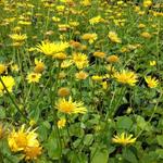 Doronicum orientale 'Magnificum' - Voorjaarszonnebloem/Gele margriet