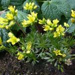 Draba aizoides - Geel hongerbloempje