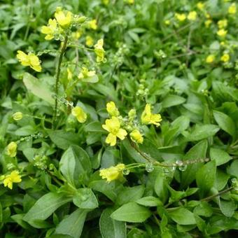 Draba sibirica