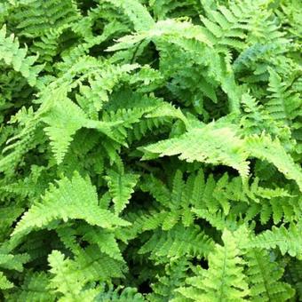 Dryopteris affinis 'Crispa'