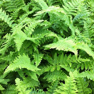 Schildvaren - Dryopteris affinis 'Crispa'