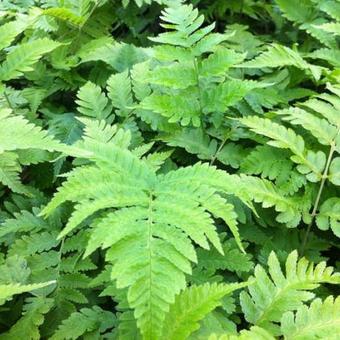 Dryopteris goldiana