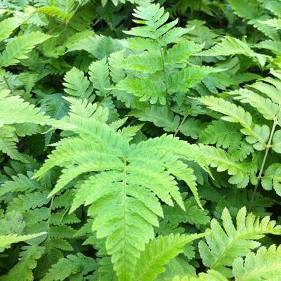 Reuzemannetjesvaren - Dryopteris goldiana