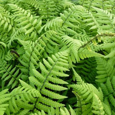 Nepalvaren - Dryopteris wallichiana