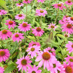 Echinacea purpurea 'POW WOW Wild Berry' - Rode zonnehoed