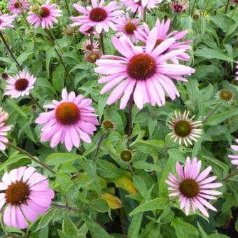 Echinacea purpurea