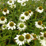 Echinacea purpurea 'Alaska' - Zonnehoed