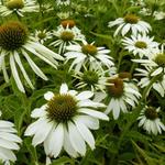 Echinacea purpurea 'Alba' - Rode zonnehoed