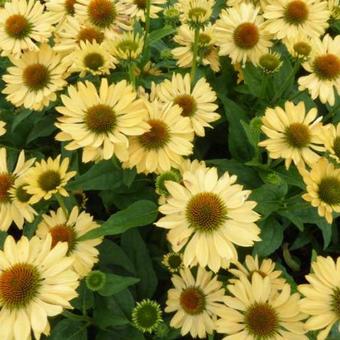 Echinacea purpurea 'Aloha'