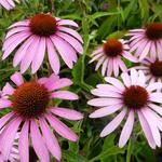 Echinacea purpurea 'Baby Swan Pink' - Rode zonnehoed