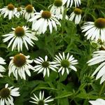 Echinacea purpurea 'Baby Swan White' - Rode zonnehoed