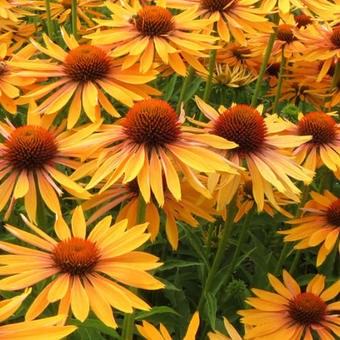 Echinacea purpurea 'Big Kahuna'