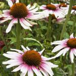 Echinacea purpurea 'Funky White' - Rode zonnehoed