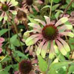 Echinacea purpurea 'Green Envy' - Rode zonnehoed