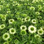 Echinacea purpurea 'Green Jewel' - Rode zonnehoed