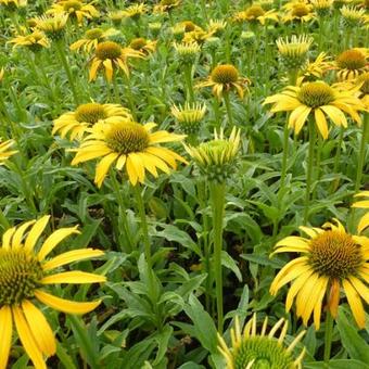 Echinacea purpurea 'Harvest Moon'