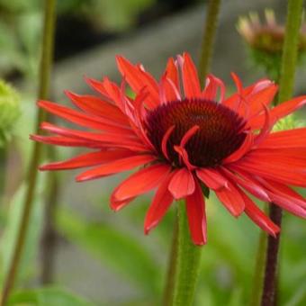 Echinacea purpurea 'Hot Lava'