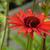 Echinacea purpurea 'Hot Lava'