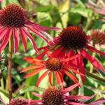 Echinacea purpurea 'Hot Summer' - Rode zonnehoed