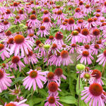 Echinacea purpurea 'Kim's Knee High' - Rode zonnehoed