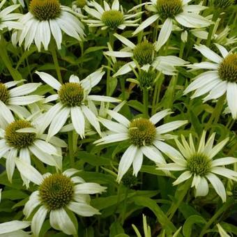 Echinacea purpurea 'Kim's Mop Head'