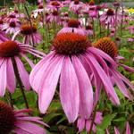 Echinacea purpurea 'Leuchtstern' - Rode zonnehoed