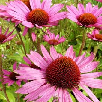 Echinacea purpurea 'Little Magnus'