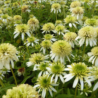 Echinacea purpurea 'Meringue'