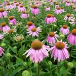 Echinacea purpurea 'Mistral' - Rode zonnehoed