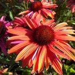 Echinacea purpurea 'Orange Passion' - Rode zonnehoed