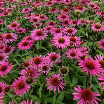 Echinacea purpurea ‘Pica Bella’