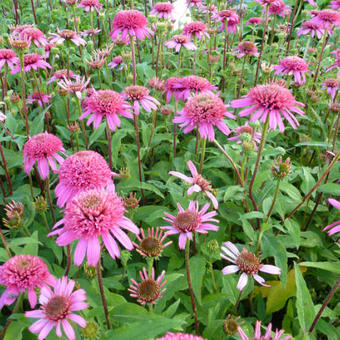 Echinacea purpurea 'Pink Double Delight'