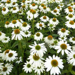 Echinacea purpurea 'POWWOW White' - Rode zonnehoed