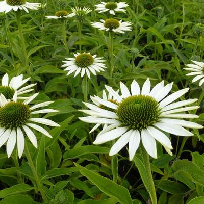 Rode zonnehoed - Echinacea purpurea 'Purity'