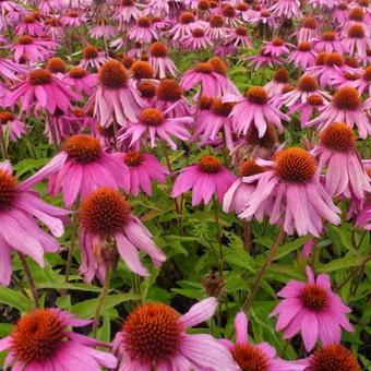 Echinacea purpurea 'Red Knee High'