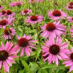 Echinacea purpurea 'Ruby Giant' - Rode zonnehoed