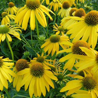 Echinacea purpurea 'Summer Breeze'