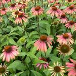 Rode Zonnehoed - Echinacea purpurea 'Summer Cocktail'