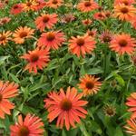 Echinacea purpurea 'Summer Fire' - Rode zonnehoed