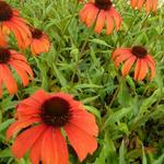 Echinacea purpurea 'Tangerine Dream' - Rode zonnehoed