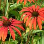 Rode zonnehoed - Echinacea purpurea 'Tomato Soup'