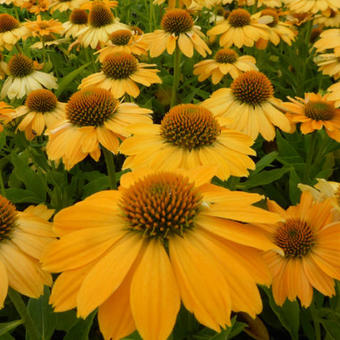 Echinacea purpurea 'Tweety'