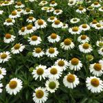 Echinacea 'White Meditation' - Rode zonnehoed