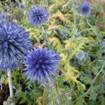 Echinops bannaticus 'Blue Globe' - Kogeldistel - Echinops bannaticus 'Blue Globe'