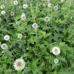 Echinops bannaticus 'Star Frost' - Kogeldistel - Echinops bannaticus 'Star Frost'