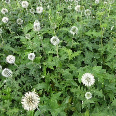 Kogeldistel - Echinops bannaticus 'Star Frost'