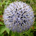 Echinops bannaticus 'Taplow Blue' - Kogeldistel