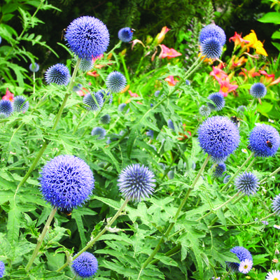 Echinops ritro - Kogeldistel