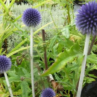 Echinops ritro 'Veitch's Blue'