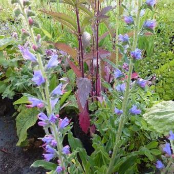 Echium vulgare